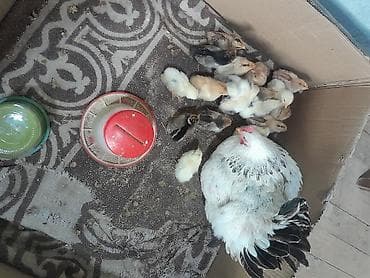 inək satisi: Toyuq, Brama, Damazlıq — 1