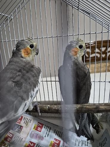 quş bazarı: Diqqətlə oxuyun! 3aylıq quş biri 20azn. 2 quş qəfəslə birlikdə — 1