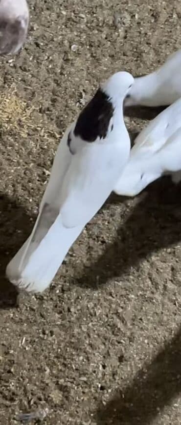 goyerçin yuvasi: Qirmizi boyun şeyka ərkəy heyvan uçuşlu heyvandir satilir telcili pul — 3