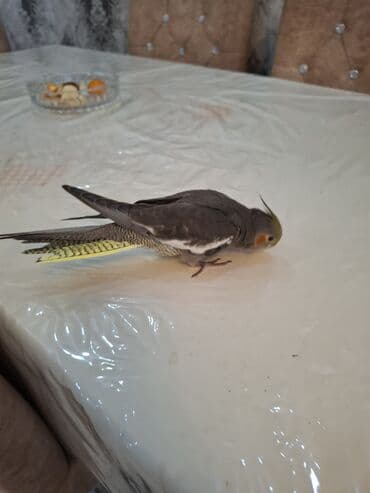 Pişiklər: Salam oz qusumun balasidi 1 ay yarimliqdi. ev seraitinde saxlamisam — 6