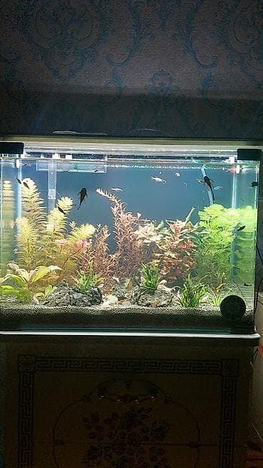 Dördbucaq akvarium, Balıqlarla birlikdə, 55 l, Pulsuz çatdırılma