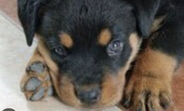 çoban iti balasi: Rotveyler — 2