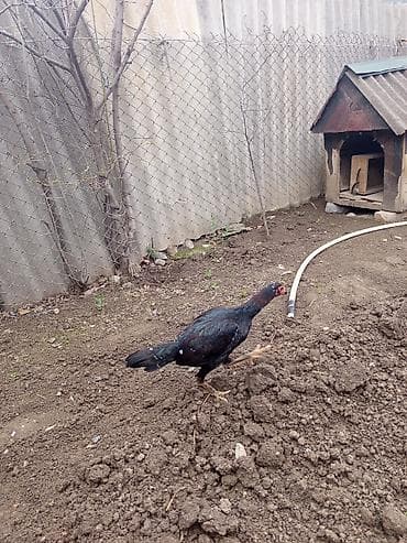 Kənd təsərrüfatı quşları: Salam Gəncədədi xoruz 500 qram fərə 800 qram Yakido Yapon dekorativ — 3