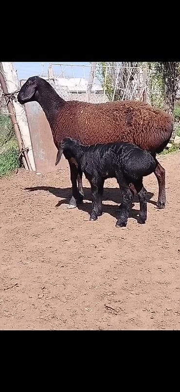 brama cucə satışı: Qoyun və quzu dəsti - Cins: ehtimalən qaragül/yerli ətlik tip — 1