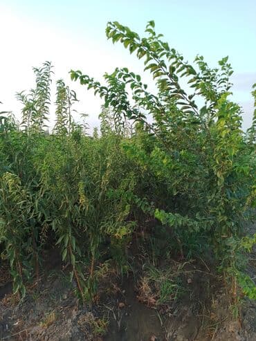 zeytun satışı: Hər növ ağac tinglerinin satışı — 5