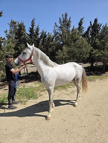 Boz rəngli at – idman və gəzinti üçün - Cins tipi: Şərq (yüngül