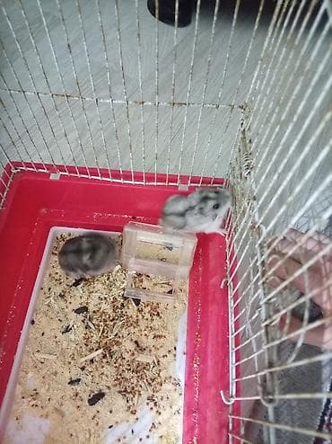 lal ördək satılır: Salam. hamster dişi və erkəy qəfəs ilə birlikdə satılır sağlamdılar — 3