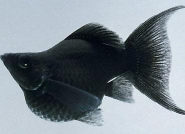 gence akvarium: Molinezi, Sülhsevər — 6