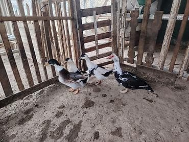 qaz ordey: Satışda: ördəklər qiymətləri 15 25 Məhsul təsviri: - Şəkildə müxtəlif — 1