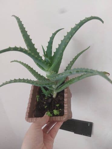 Aloe müalicəvi bitkisi