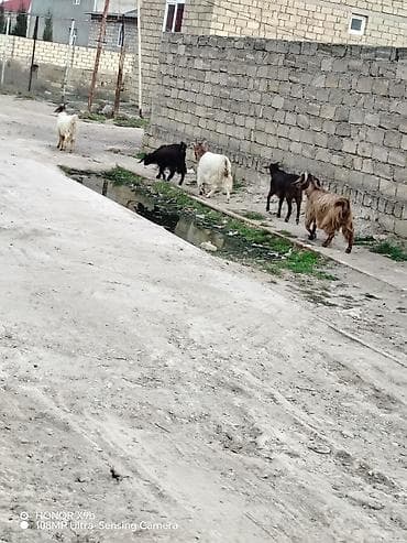 qara avstrolorp: Erkək, il: 2, 35 kq, Damazlıq, Ödənişli çatdırılma — 1