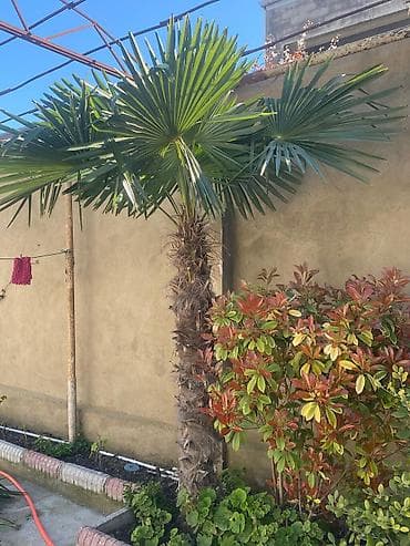 agac sekilleri: Dekorativ Palma Ağacı – fan formalı yarpaqlı. Qiymet: Razılaşma yolu — 2