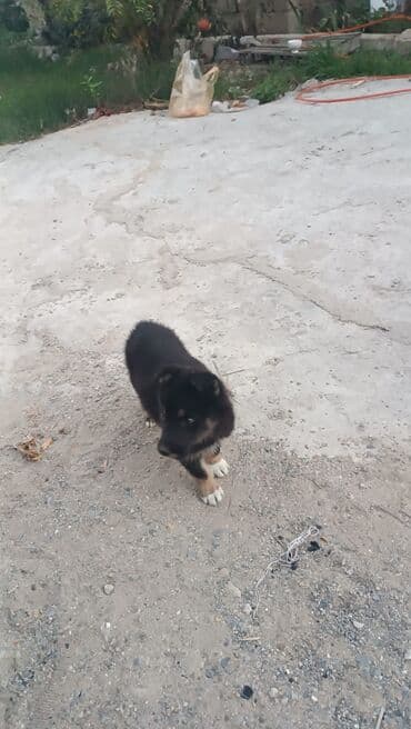 qara afçarka balası: 2 ay, Dişi — 8