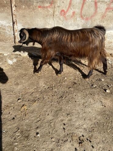 Eşşəklər: Erkey heleb tekesi diri çeki 7 manat — 1