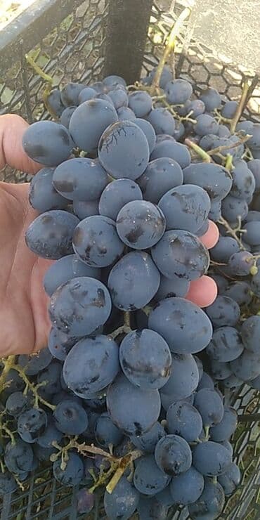 дистиллированная вода баку: 70 q Qara üzüm bal kimi . kim istəsə desin az qalıb ünvan Tovuz rayon — 1