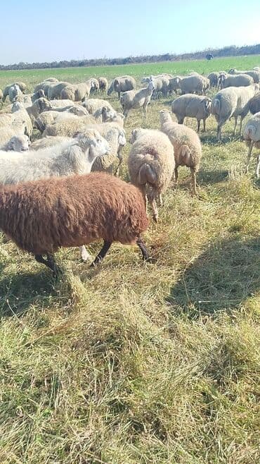 bakida cins ineklerin satisi: Dişi, il: 1, 50 kq, Damazlıq, Ünvandan götürmə — 12