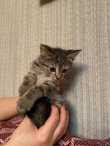 meymun heyvan: Şotland, Erkək, Yaxşı əllərə, Ünvandan götürmə — 4