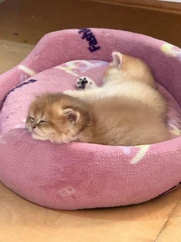 bala pişik ucuz: Erkək — 5