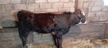 Cavan dana – qara-qəhvəyi rəngdə, alnı və qulaqları ağ ləkəli. Boyu