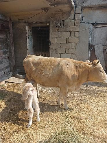 satdig quslar: Satılır: inək bala ilə. gune 8 litr sud verir.2 ci qarınadı — 4