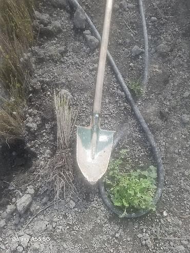 heserat yeyen bitki: Məhsul: Açıq köklü meyvə ağacı tingləri (şitillər) Təsvir: - Açıq — 4