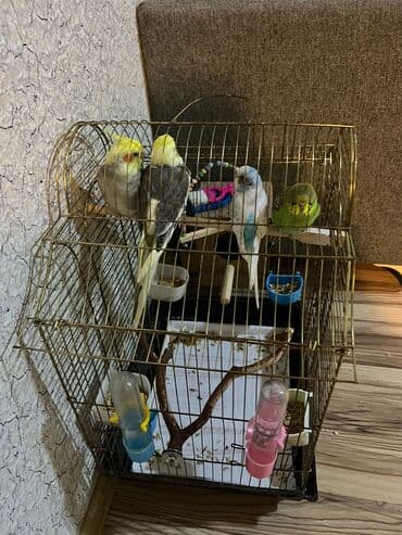 dovşan qəfəsi: Quş qəfəsi və aksesuar dəsti - Şəkillərdəki metal qəfəs: qızılı — 2