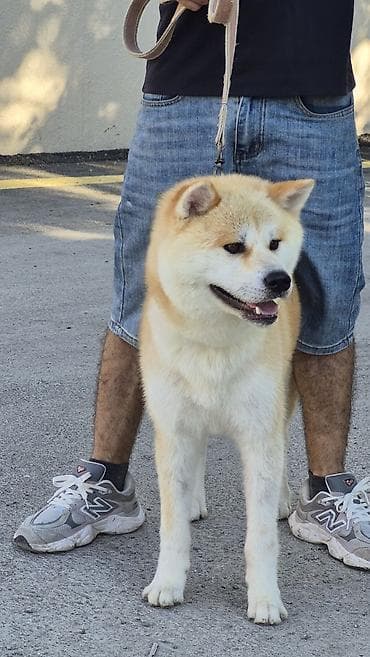 Akita-inu, Erkek