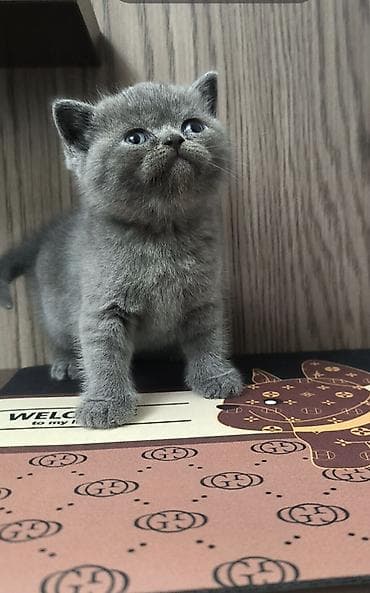 lelekli heyvanlar: Şotland yastı qulaq, Dişi — 3