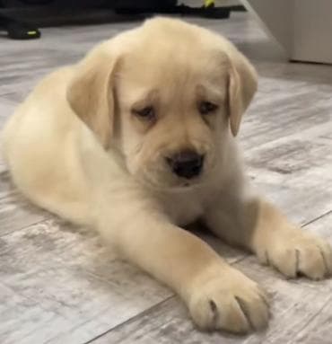 ördək neçə günə bala çıxarır: Labrador-retriver — 2