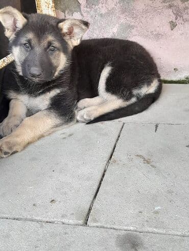 1 aylık doberman: Alman çoban iti, 3 ay — 4