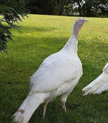 Gəmiricilər: Erkək, Damazlıq — 4