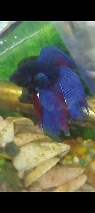 Betta (Petuşok balığı), Sülhsevər