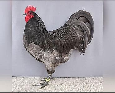 Atlar: Toyuq, Damazlıq — 3