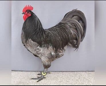 helep keci: Məhsul: Safqan xoruzlar - Növ və rəng: Fotolarda iki fərqli xoruz — 4