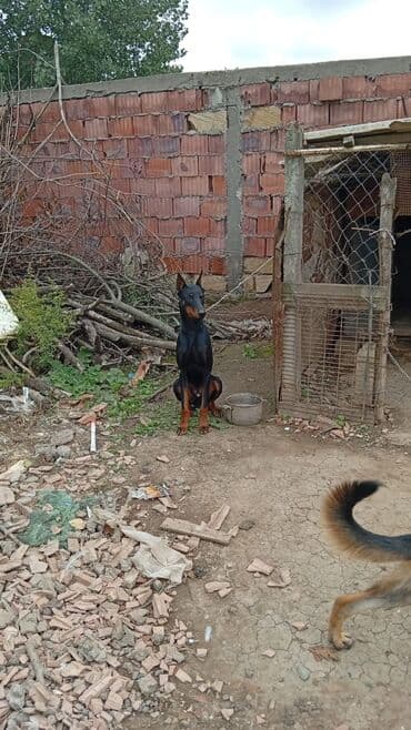 доберман купить: Доберман, Самец — 2