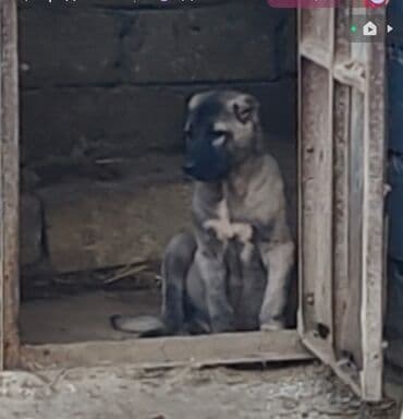 afçarka itlər: Kanqal — 2