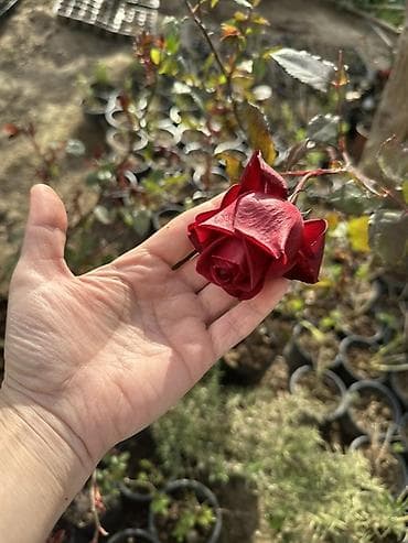 Qırmızı qızılgül kolları – torf kisələrində yetişdirilmiş, calaq