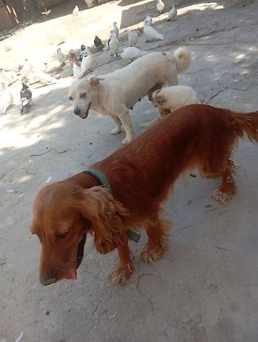 itlerin qidalanmasi: Koker spaniyel — 2