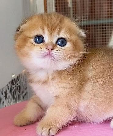 pisi: Şotland — 1