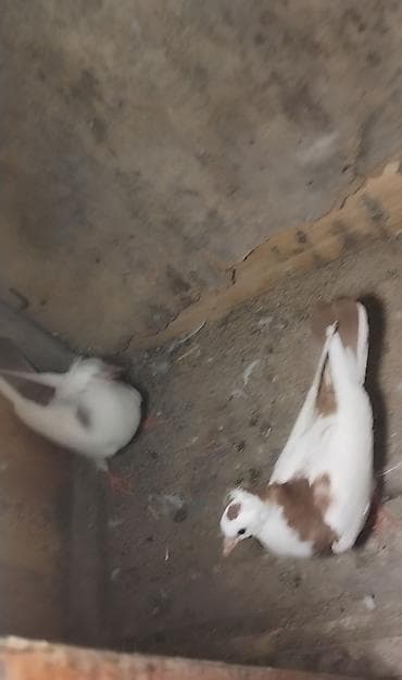 dekorativ quş: Hazir cut ballardi cutu 15 manat unvan Gence gondeemekde mumkundu — 4