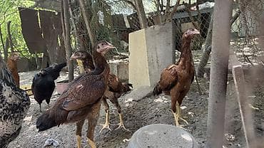 Cücələr: Toyuq cücələri, Damazlıq — 1