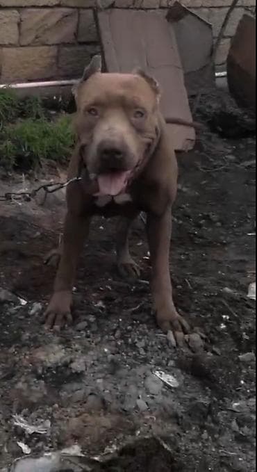 kanqal itləri: Pitbul, 3 il, Erkek — 2