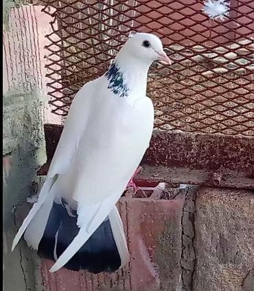 lider 55 cucələri: Maya qusdu 17. Tuk saglam heyvandır qiymeti 30 manat bakiya gondermek — 1