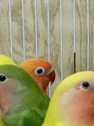 Gəmiricilər: Tutuquşu popuqay nerazlucnik . Bir ayından üç ayınadək balalar — 6