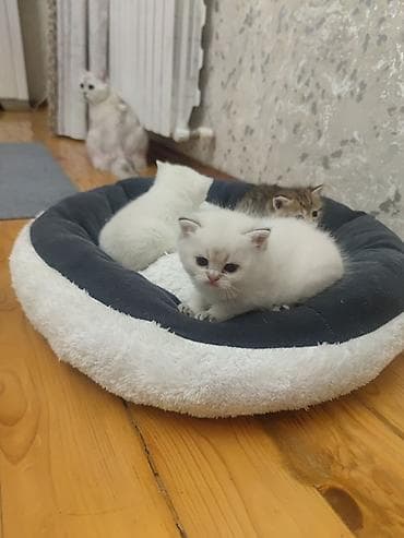 şinşilla pisik: Şinşilla — 4