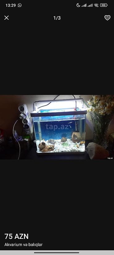 Akvaryum komplekti – 75 AZN - Şüşə akvaryum (təxminən kiçik/orta