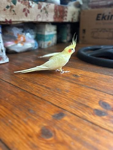 Tutuquşları: Nymph parrot (kakaducu/korella) – sarı lutinо rəng Məhsul təsviri: - — 2