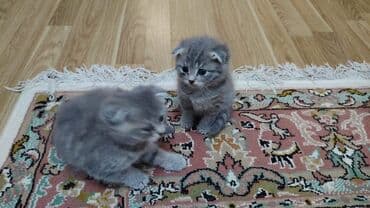 uzun qulaqlar: Şotland yastı qulaq — 3