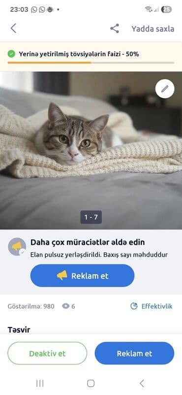 шиншилла кошка цена: Britan pişiyi 3 aylıq baladı.six yumusaciq tükleri saglam mehriban — 9