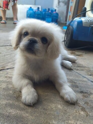 azerbaycan it adlari erkek: Pekines, 2 ay, Erkek — 6